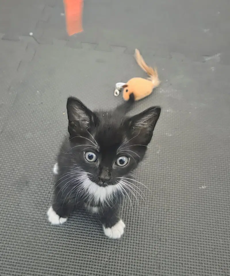 Tux, photo 5