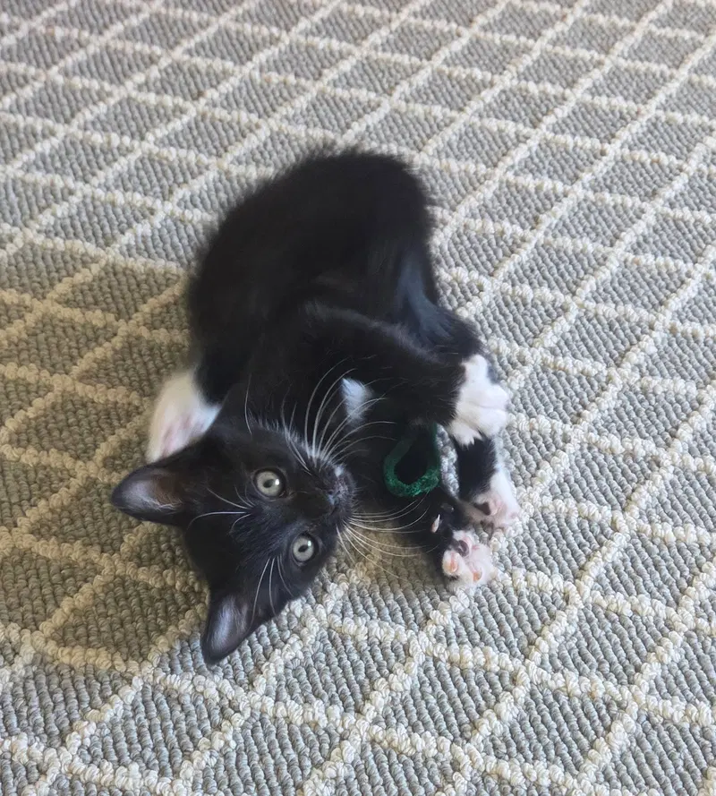 Tux, photo 4