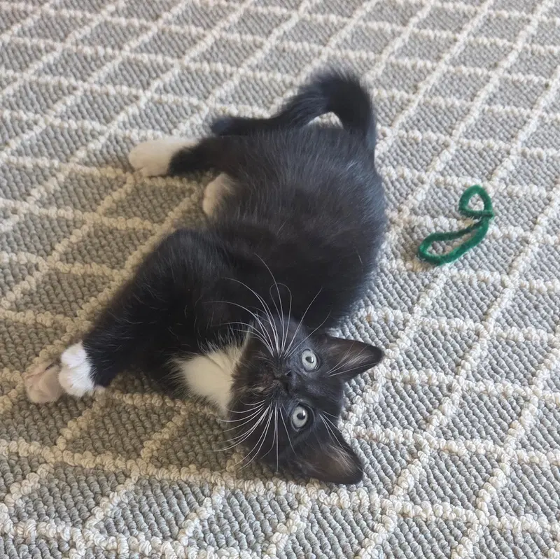 Tux, photo 6