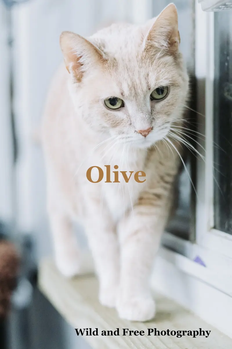 Olive, photo 2