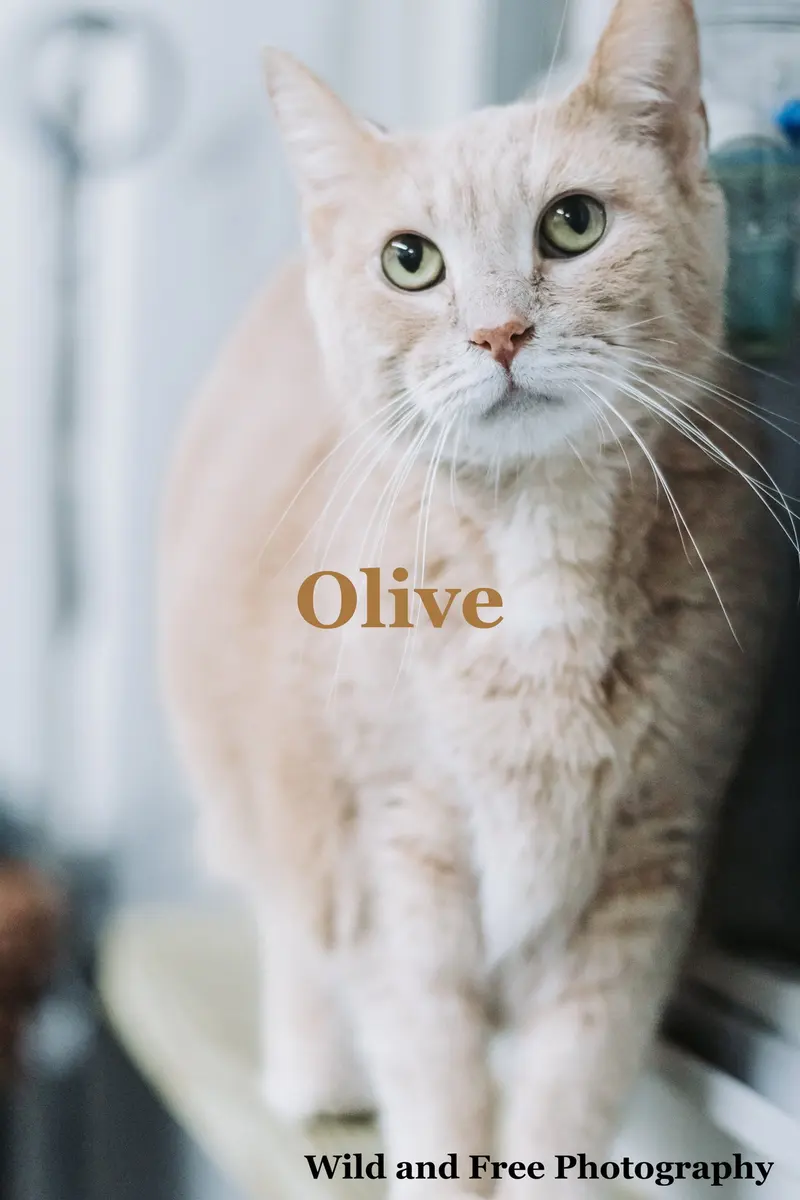 Olive, an adult female cat up for adoption