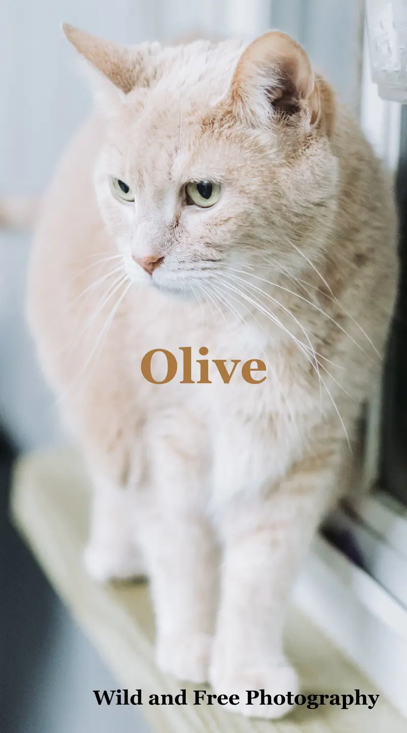 Olive, photo 3