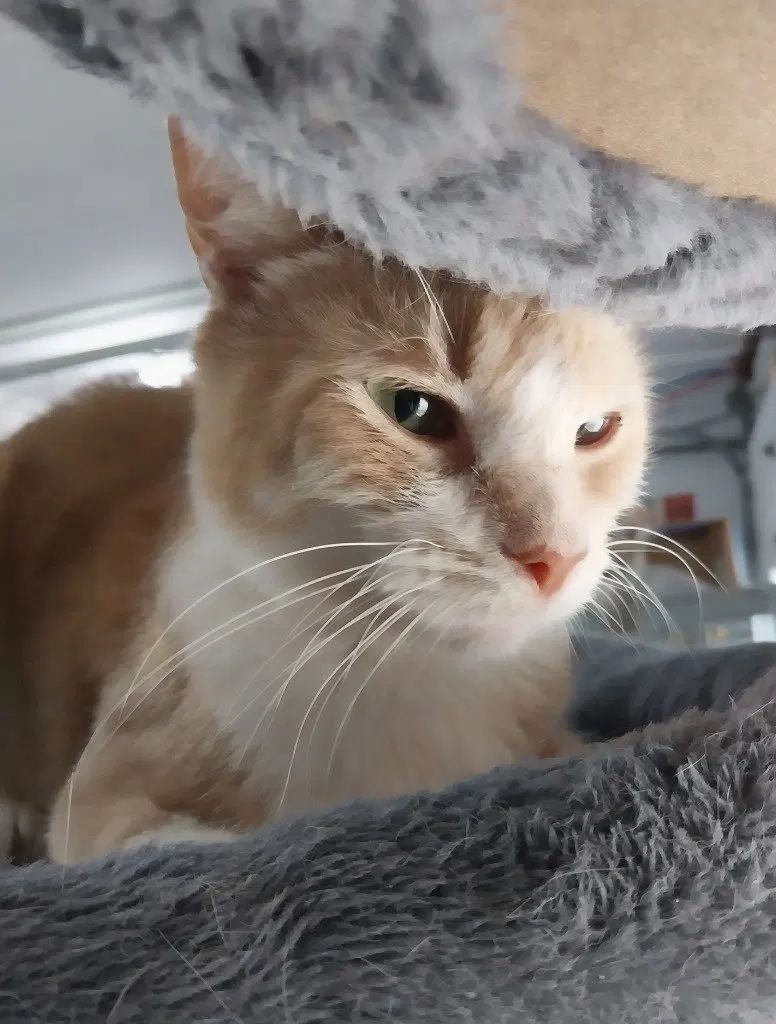 Tuggles IN FOSTER, photo 2