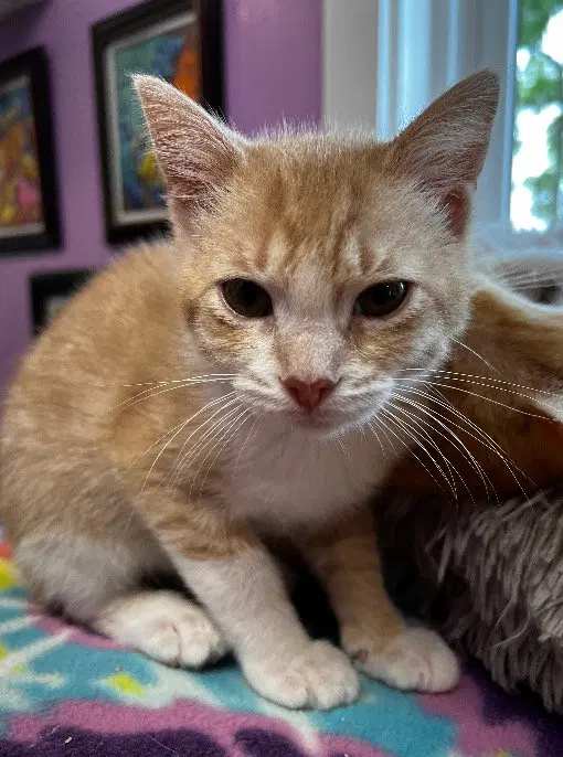 Tuggles IN FOSTER, photo 3