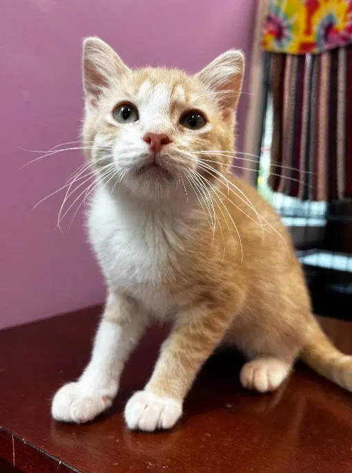 Tuggles IN FOSTER, photo 4