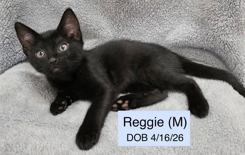 Reggie, photo 2