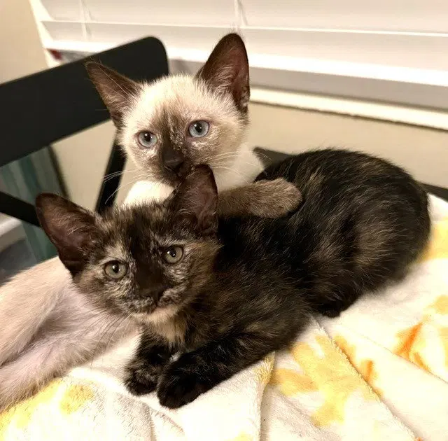 Kitten Vanity, photo 3