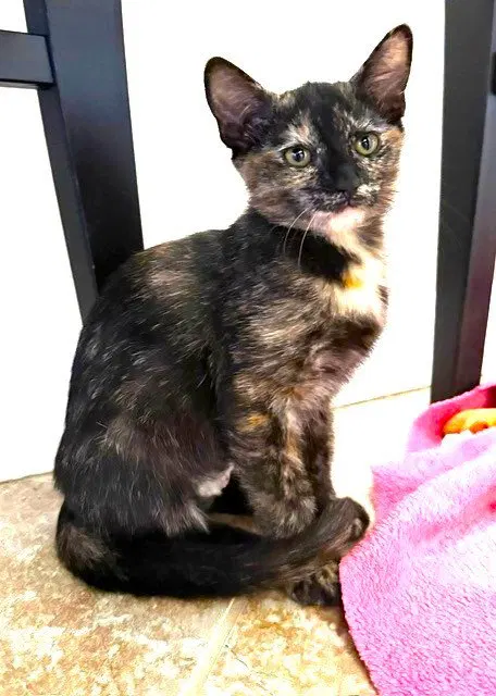Kitten Vanity, photo 2