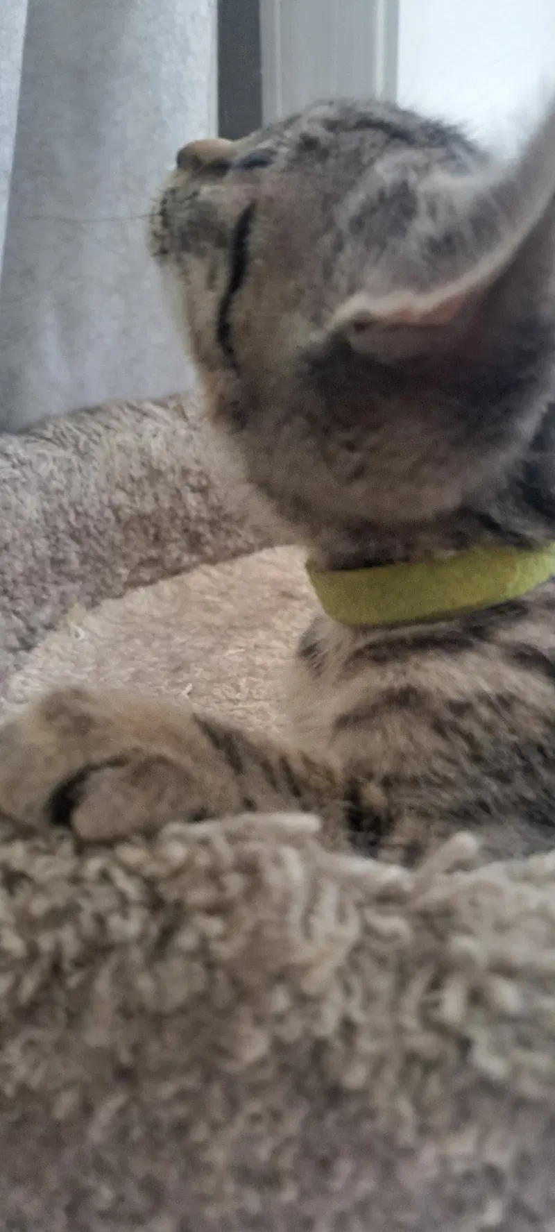 Smoothie, Willow Grove area, photo 4