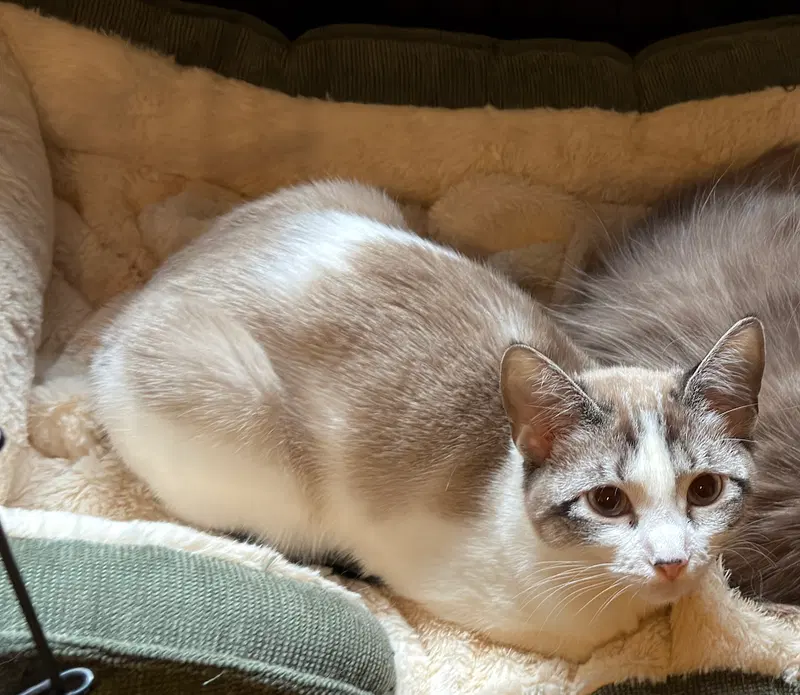 Polly Pocket Bonded with Goopy, photo 2