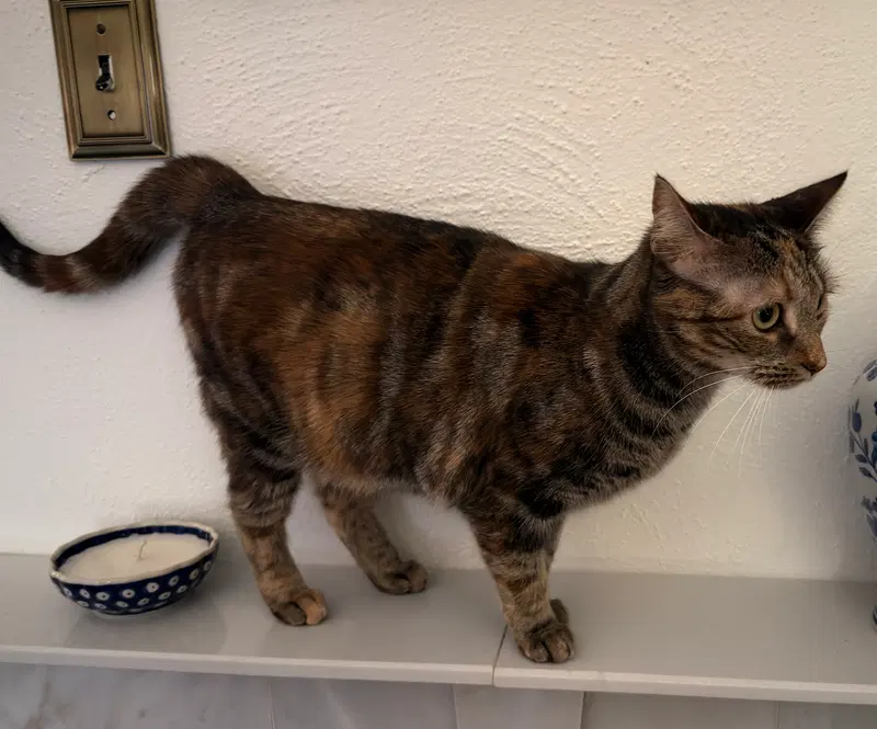 Miss Kitty Bonded to Mr Man, photo 2