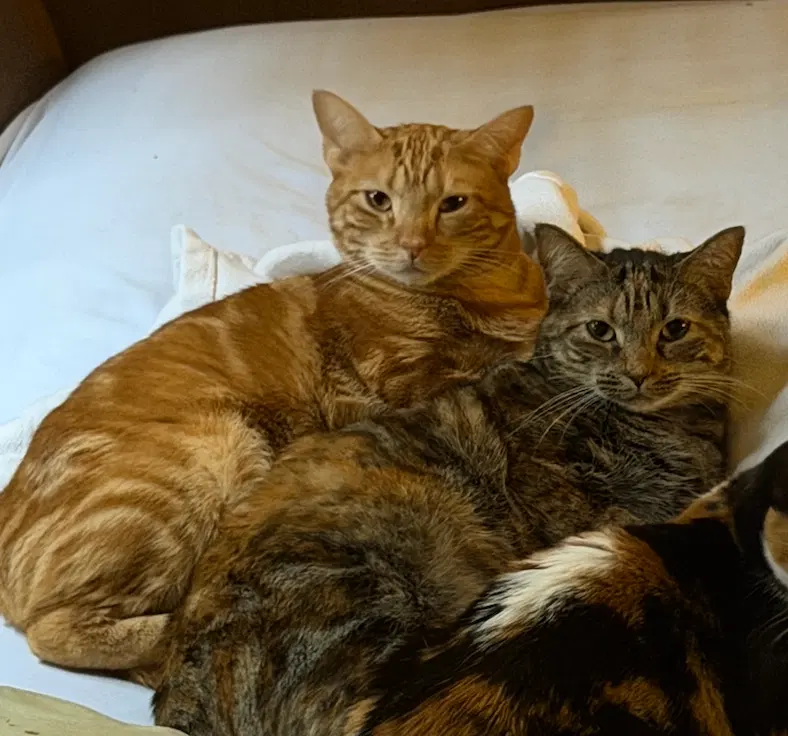 Miss Kitty Bonded to Mr Man, photo 3