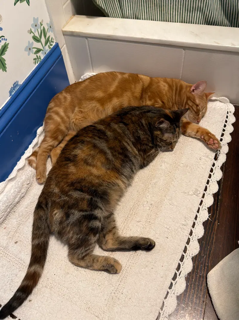 Miss Kitty Bonded to Mr Man, photo 4