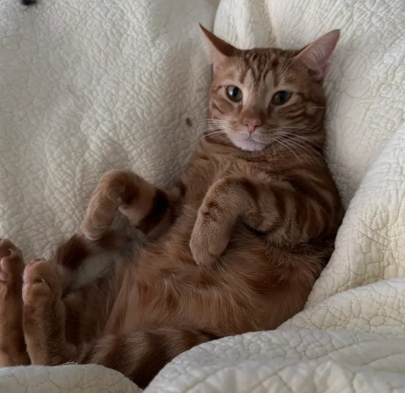 Mr. Man Bonded with Miss Kitty, photo 3
