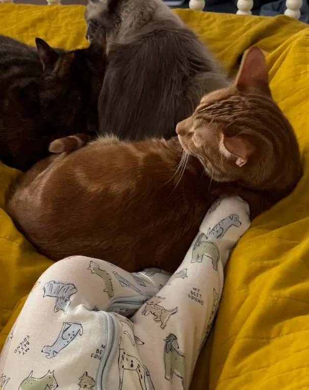 Mr. Man Bonded with Miss Kitty, photo 4