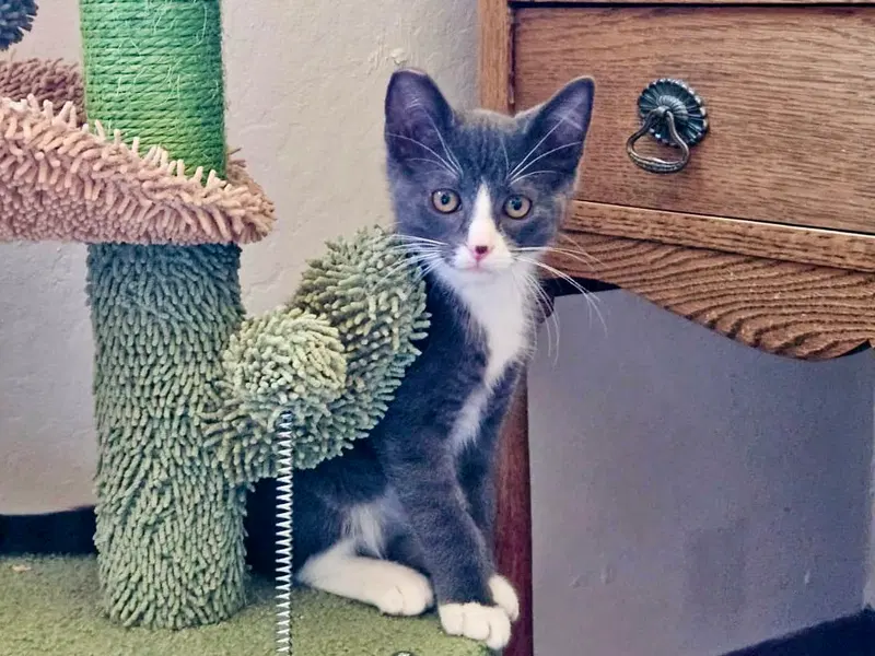 Mikey, a male kitten up for adoption