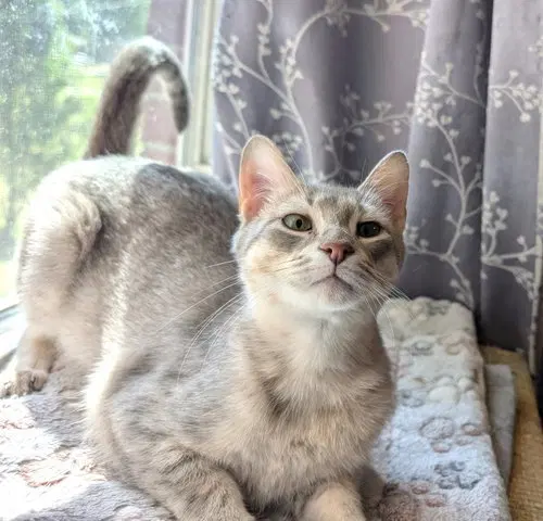 Kitten Emmy Lou Harris, photo 2
