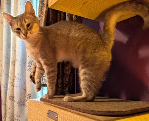 Kitten Emmy Lou Harris, photo 3