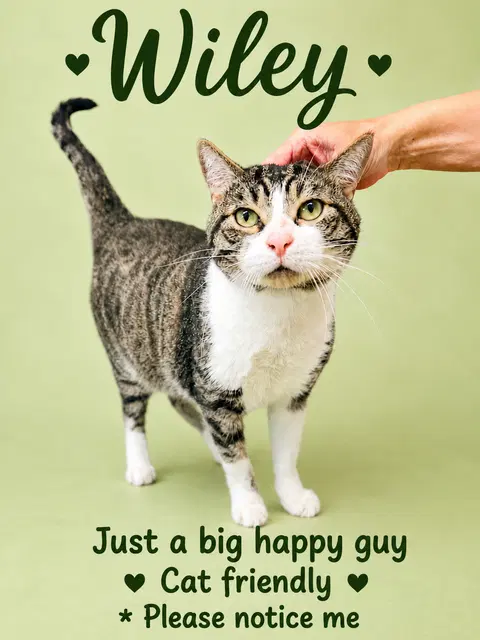 Watch the video of Wiley Willow Grove