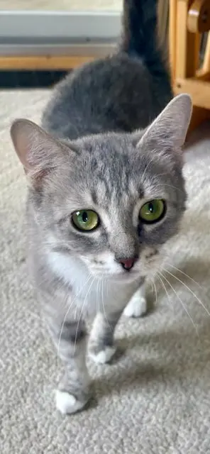 Minnie, an adult female cat up for adoption