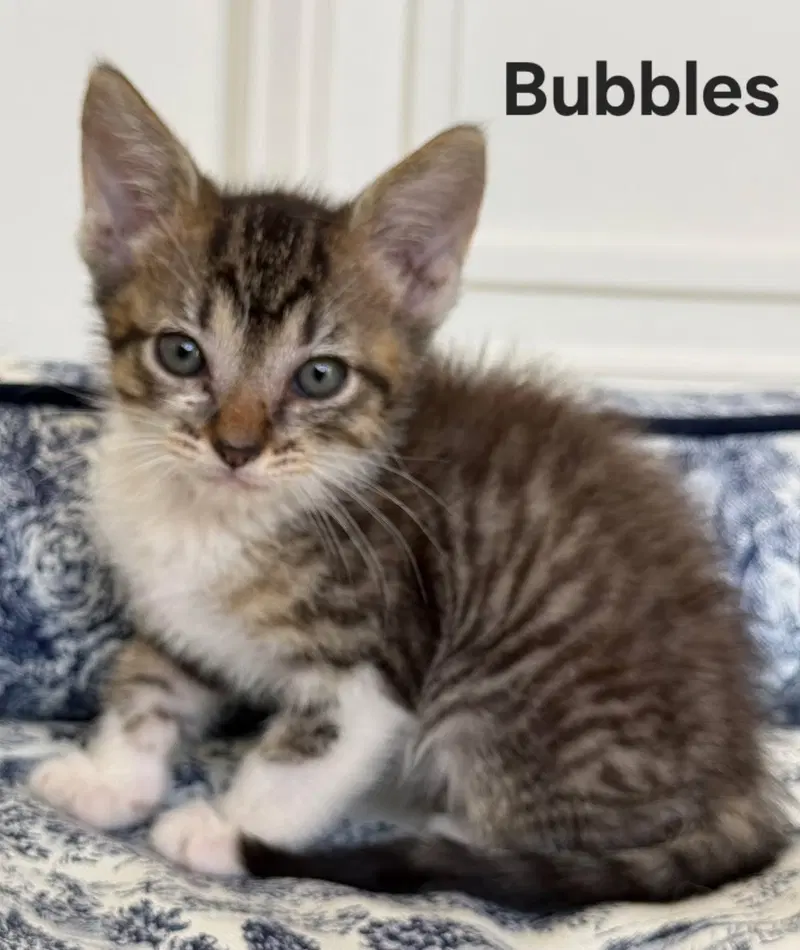 Kitten Princess Bubbles, photo 2