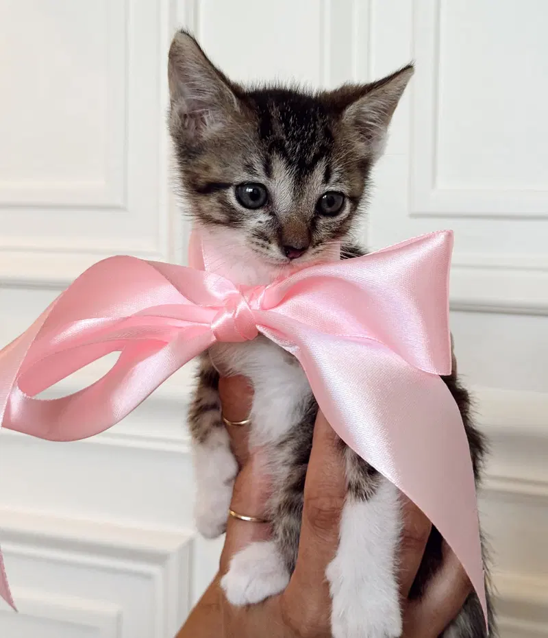 Kitten Princess Bubbles, photo 3