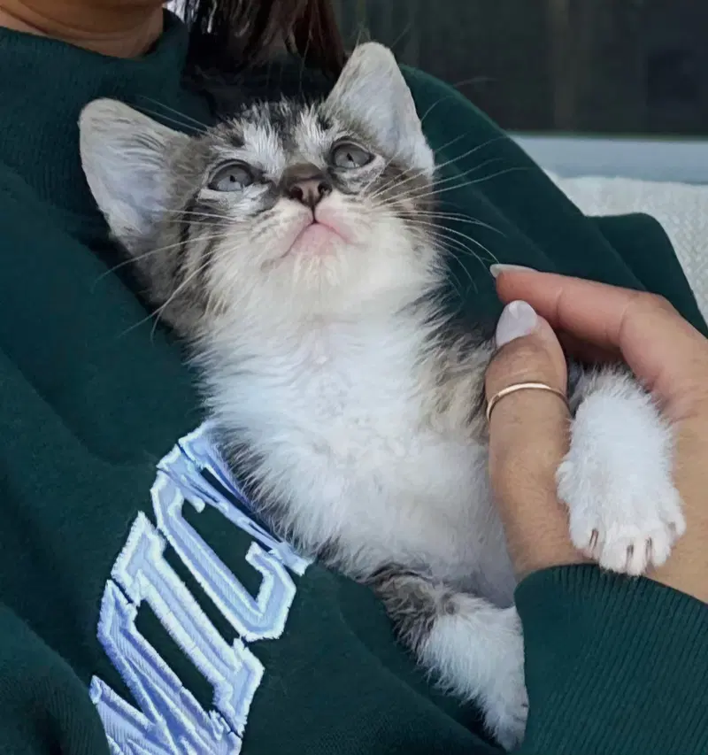 Kitten Princess Bubbles, photo 4