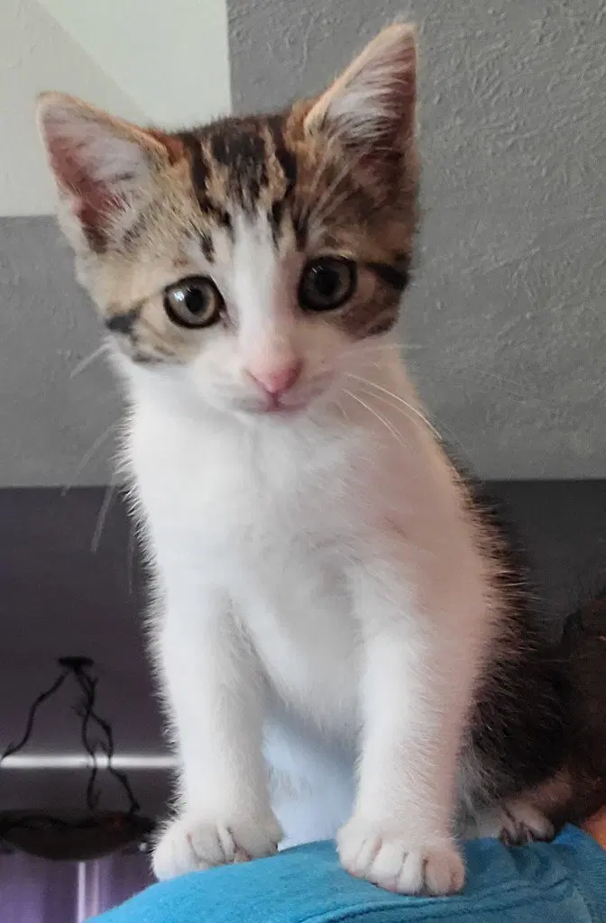 Goose, a female kitten up for adoption
