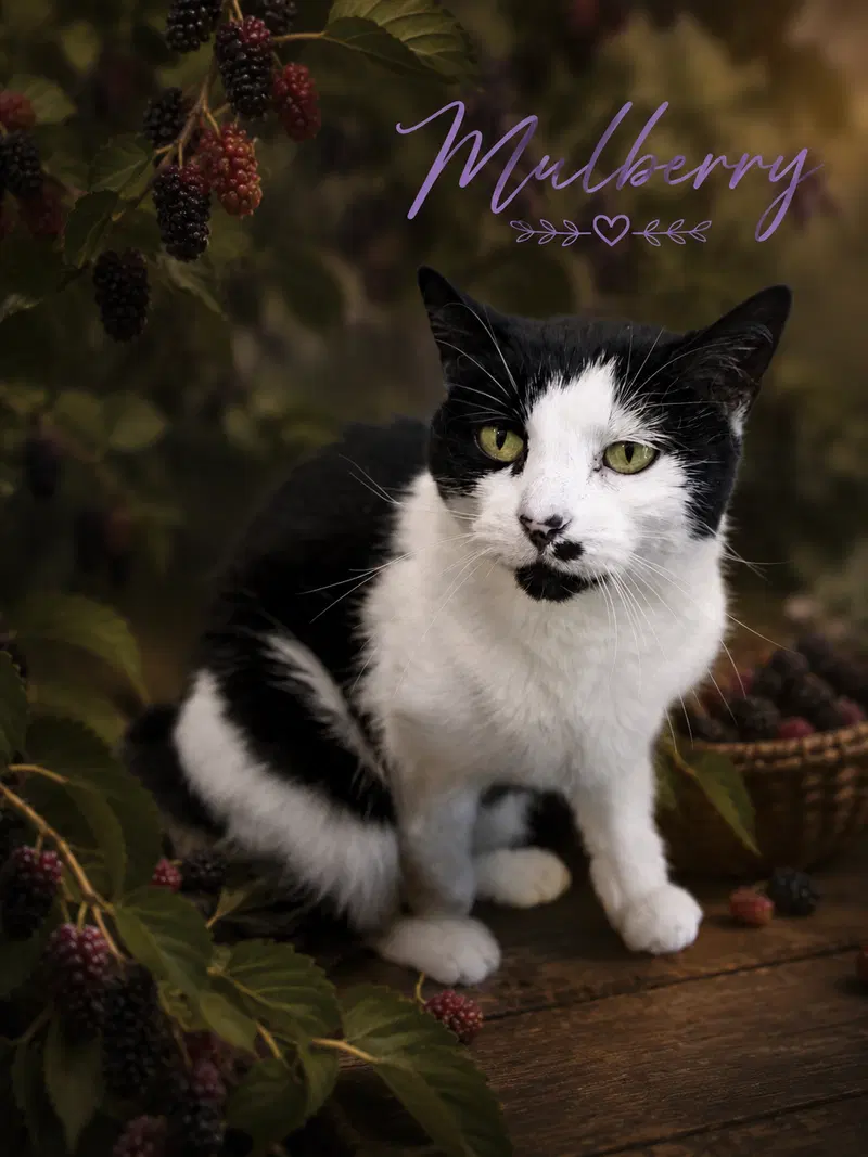 Mulberry, photo 5