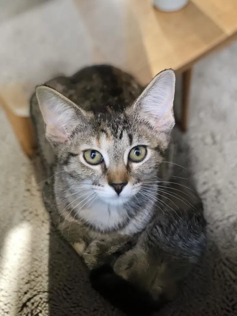Pixel, photo 2