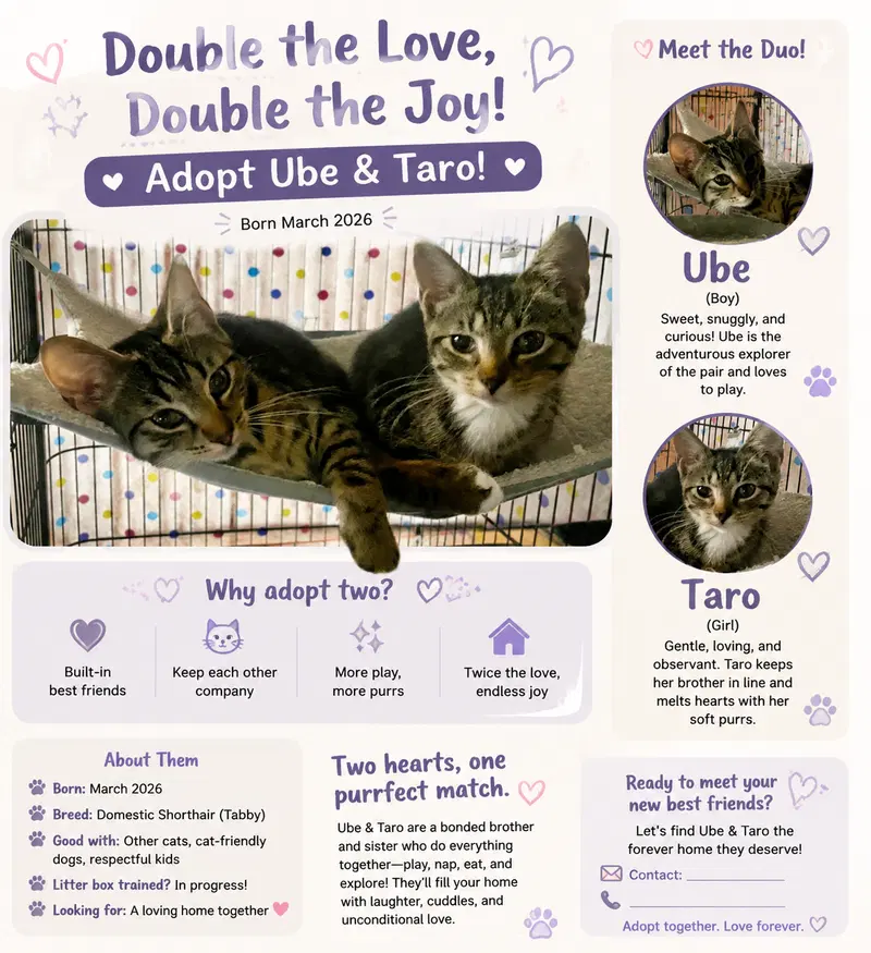 Taro, a female kitten up for adoption