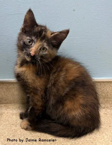 Almond, a female kitten up for adoption