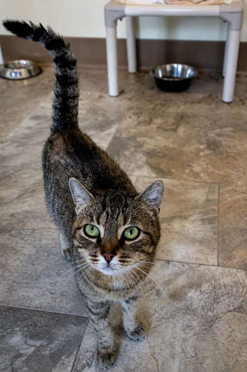 Millie, photo 6