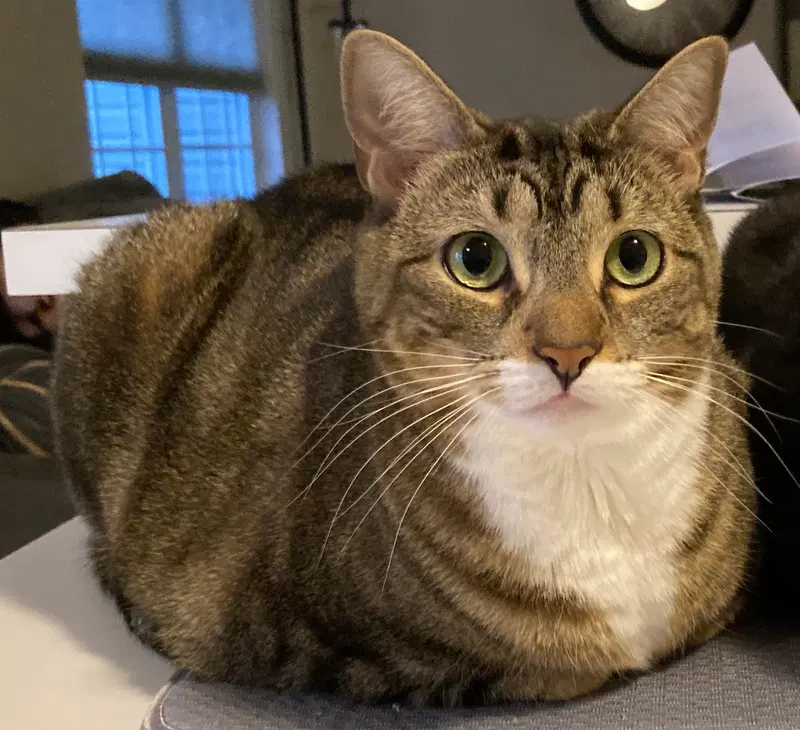 Arwen, a female cat up for adoption