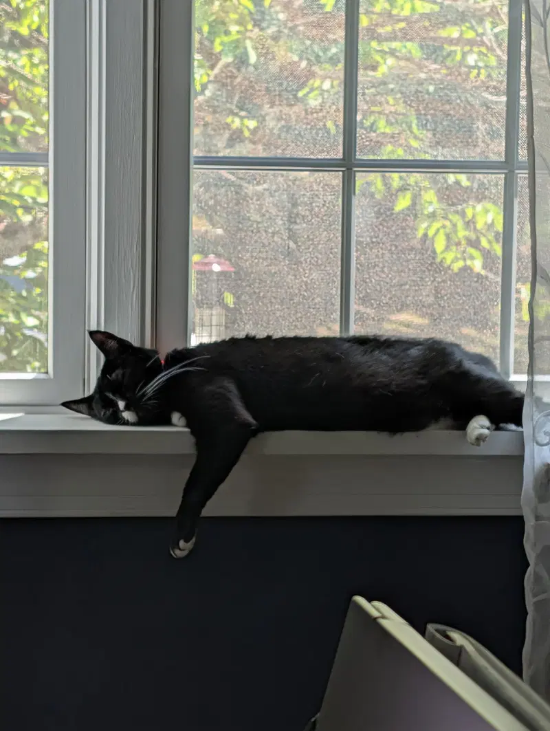 Kira, photo 3