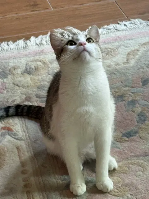 Stella, photo 2