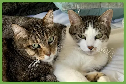 Watch the video of Daisy and Duke