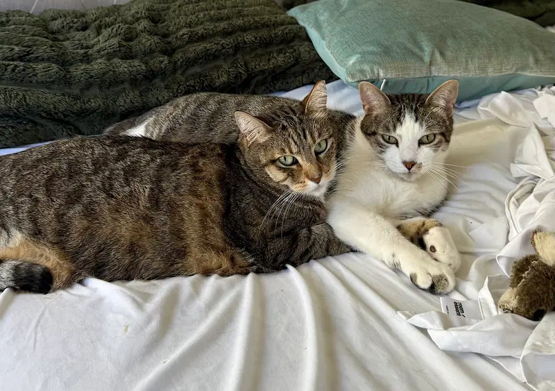 Daisy and Duke, photo 9