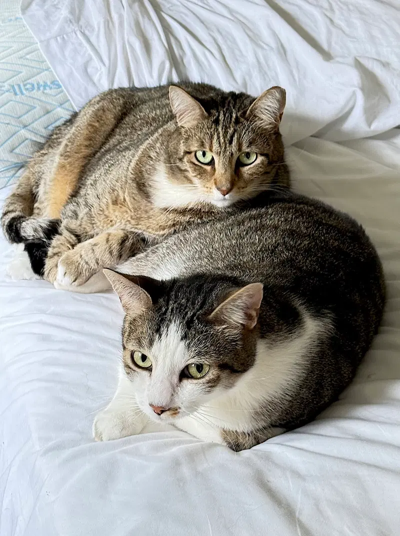 Daisy and Duke, photo 2