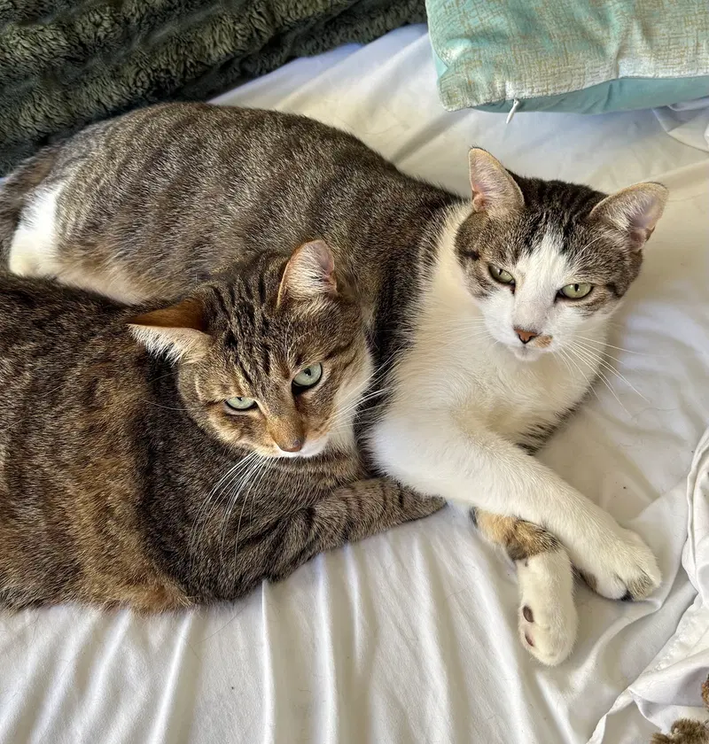 Daisy and Duke, photo 4