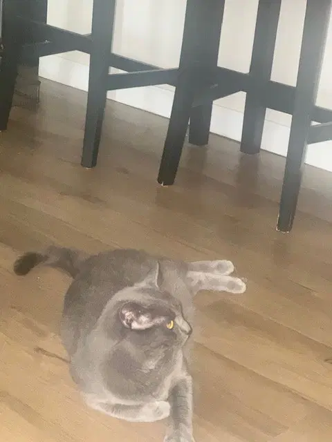 Kibbles, photo 2