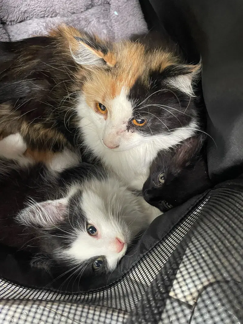 Callie Kitten, photo 4