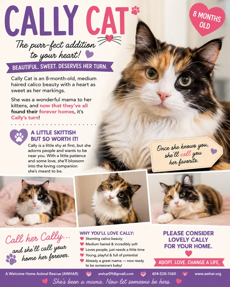Callie Kitten, photo 5