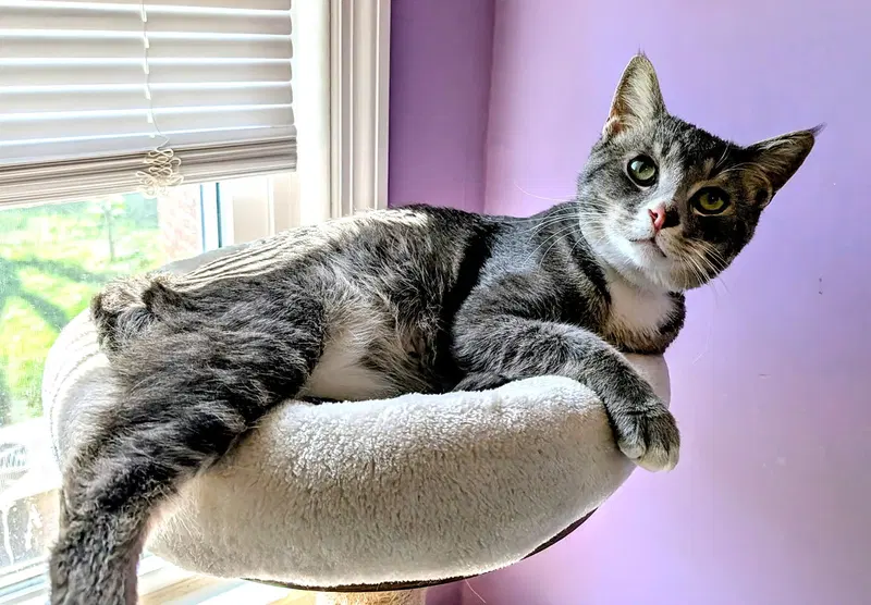 Kitty Super Smokey, photo 2
