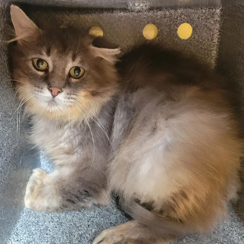 Greystripe, photo 2
