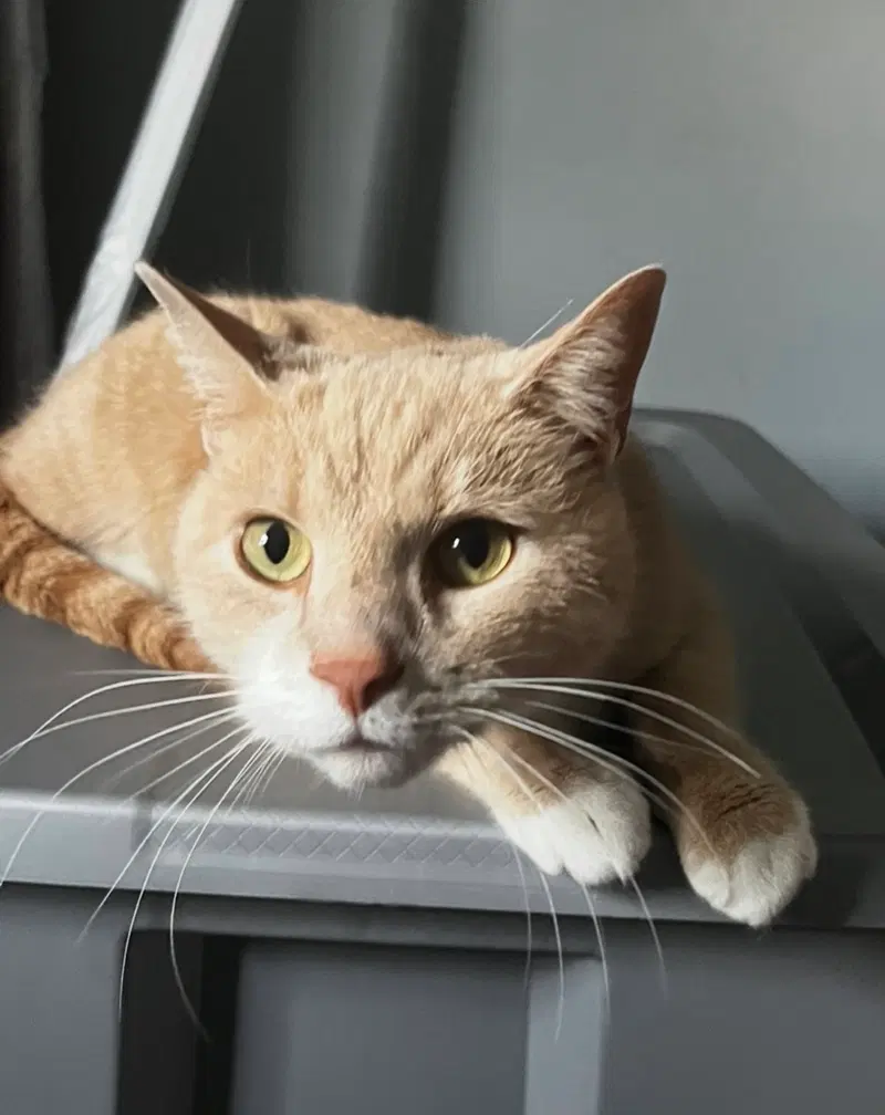 Vader, an adult male cat up for adoption