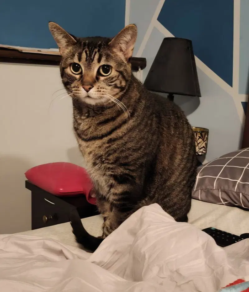 Tabitha, photo 2