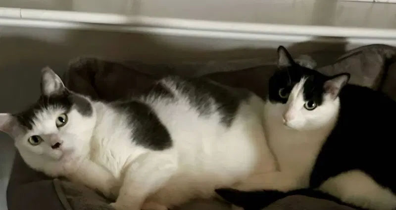 Louie / Vinnie, photo 2