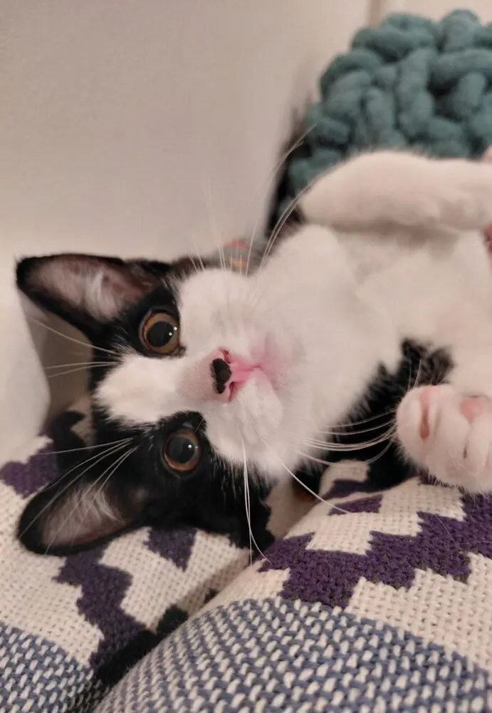 Bandit, a male kitten up for adoption