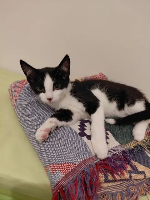 Bandit, photo 2